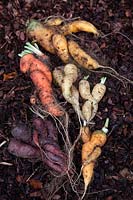Daucus carota - Carrots with twisted roots