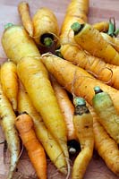 Daucus carota - Carrots 'Solar Yellow'