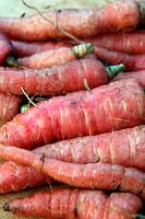 Carrot - Daucus carota 'Atomic Red'
