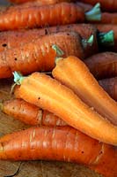 Carrot - Daucus carota 'Chantenay 2'