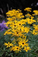A large flowered selecetion of Rudbeckia subtomentosa growing in Holbrook Garden, Devon, UK and named Rudbeckia subtomentosa 'Holbrook Tiger'