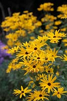 A large flowered selecetion of Rudbeckia subtomentosa growing in Holbrook Garden, Devon, UK and named Rudbeckia subtomentosa 'Holbrook Tiger'