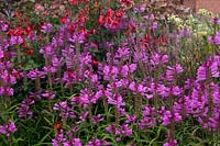 Obedient Plant - Physostegia virginiana with Fuchsia in October