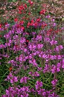 Obedient Plant - Physostegia virginiana with Fuchsia in October