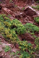 Rock Samphire - Crithmum maritimum growing on coastal cliffs