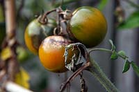 Late Blight - Phytophthora infestans - symptoms on tomato