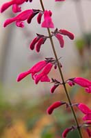 Salvia curviflora