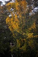 Celastrus orbiculatus - autumn colour
