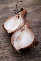 Onion neck rot is a disease of onions and shallots caused by the fungus Botrytis allii