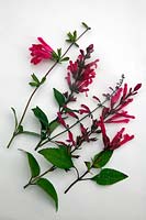 Late season Salvias top to bottom - Salvia buchananii, S 'Mulberry Jam', S curviflora,  S involucrata 'Hadspen' and S 'Wendy's Wish'