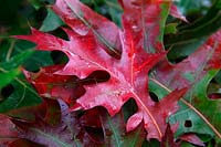 Pin Oak - Quercus palustris autumn colour