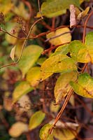 Tripterygium regelii  autumn foliage colour