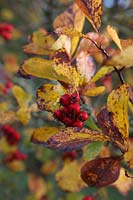 Crataegus persimilis 'Prunifolia' - autumn colour