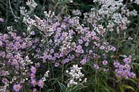 Anaphilis margaritacea with Aster ericoides 'Rosy Veil'