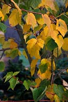 Acer tegmentosum 'White Tigress' - Manchurian striped maple in autumn