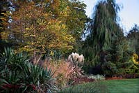 The foliage garden at RHS Rosemoor in October with Kentucky Coffee Bean tree - Gymnocladus dioica, Cortaderia selloana 'Pumila' and Chamaecyparis lawsoniana 'Imbricata Pendula'