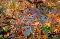 Liquidambar styraciflua 'Worplesdon' AGM - autumn colour