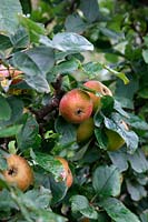 Apple - Malus domestica 'Blenheim Orange' AGM - ready to harvest mid October