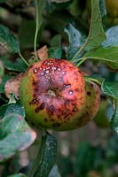 Apple - Malus domestica 'Howgate Wonder' showing  apple scab - Venturia inaequalis