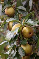 Apple - Malus domestica 'Brownlees Russet'
