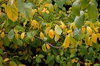 Lindera benzoin in autumn