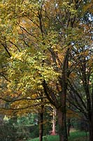 Betula lenta - autumn colour