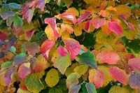Fothergilla major - Monticola group - autumn colour