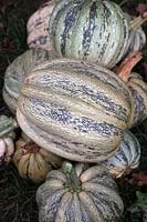 The winter squash harvest - late October - the orange Cucurbita pepo 'Uchiki Kiwi' and Cucurbita pepo 'Americana Tonda' syn Cucurbita pepo 'Tonda Padana'