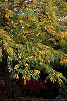Pterocarya fraxinifolia - wing nut - autumn foliage