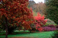 Autumn colour in the Savill Garden from Taxodium distichum, Nyssa sinensis and Xanthorhiza simplicissima