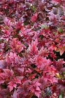 Xanthorhiza simplicissima autumn foliage colour in the Savill Garden