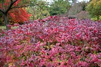 Xanthorhiza simplicissima autumn foliage colour in the Savill Garden