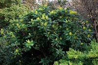 Mahonia lomariifolia AGM in the Savill Garden, Windsor