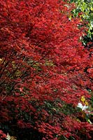 Acer palmatum 'Trompenburg' showing autumn colour in Savill Garden