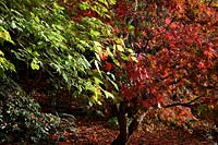 Acer negundo 'Kelly's Gold' with Acer palmantum 'Inazuma' - autumn colour
