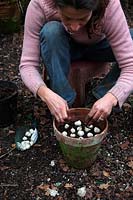 Planting bulbs in autumn in clay terracotta pots - Allium moly 'Jeannine'
