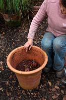 Planting bulbs in autumn in clay terracotta pots - Lilium regale