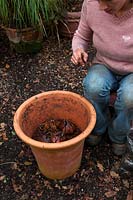Planting bulbs in autumn in clay terracotta pots - Lilium regale