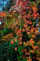 Vitis coignetae in autumn
