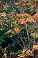 Acer palmatum var. coreanum in autumn