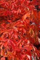 Acer griseum - autumn colour