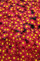 Chrysanthemum 'Red Breast'