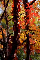 Acer griseum showing autumn colour and the backlit coppery coloured paper bark