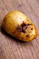 Slug damage in potatoes