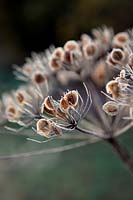 Frosted heades of Hogweed - Heracleum sphondylium at sunrise in December