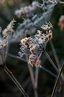 Peucedanum verticillare with frost in December