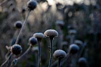 Telekia speciosa - frosted seedheads at sunrise in winter