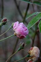 Rosa 'Blush Noisette' syn Rosa 'Noisette Carnee' Noisette Rose - frosted flower in December