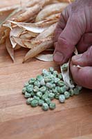 Preparing home saved vegetable seed - Pisium sativum - garden peas dried then removed from hulls
