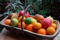Christmas fruits in a trug with apples, oranges, limes, lemons, pomegranites - Punica granatum , clementines - Citrus, Malus domestica